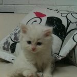 [고양이] 기다릴줄 아는 묘 완전한개냥 미남이