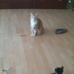 [고양이] 천사 할매와 악마 꼬맹이 2