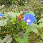 나팔꽃처럼 빛을 발하는 국제위러브유운동본부(장길자회장님) 구호활동...