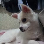 [유기견] 부산/부곡동/ 강아지를 찾습니다