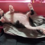 [고양이] 3. <b>밥통</b>이 좋다냥!!! + 키티아가시절