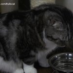 [한글이] 세종대왕이 대신쓰는 유봉이네판 3탄