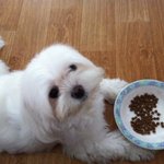 시<b>츄</b>포토북