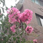 알레르기성 <b>비염</b> 급증 한대요.. 저처럼 알레르기성 <b>비염</b> 있는분들...
