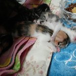 [고양이] 가을이 <b>꼬물</b>이들이 드디어 눈을떴어요 ㅎ_ㅎ