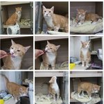 [인어공주] 5년이 넘도록 떠돌아 다니던 <b>방울</b>이 고생끝 행복시작