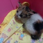 [귀욘삐삐] 아기냥이 꼬리 절단 사건(사진주의)