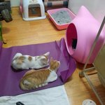 [고양이] 길위의 <b>신이</b>..이제엄마를기다려요...