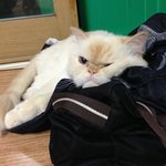 [호슈<b>리네</b>] 호슈<b>리네</b> 추석보내기