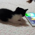 [고양이] 4. 키티의 언니냥, 오빠<b>쥐</b>, 이모인ㅋㅋㅋ