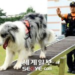이 <b>견종</b>은 뭔가요??