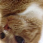 [우리고양이] 돌아온)우리고양이가족(4탄)