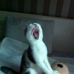 [<b>미남</b>이] 주거침입냥...(?!)<잘생긴 고양이 <b>미남</b>이 이야기 5탄>