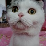 [쵸파] 오랫만에 말랑말랑 쵸파왔어요~