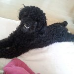 [우람이] 광수 닮은 <b>노미</b>의 한가로운 오후