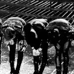 [exo] 엑소 음악풍운방에서 눈물