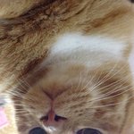 [우리고양이] 돌아온)우리집고양이5탄 대한이편