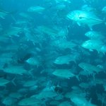 '언더 더 씨', 바닷속 세상의 매력! 을 소개합니다.