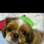 안양 <b>비산동</b> 근처 강아지 찾고있어요