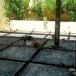 [야생고양이] 우리집 야생 고양이 - 아기 고양이가 나타났다!