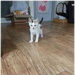 [완두콩이] 한지붕세여인 _ 미안해 <b>완두</b>야