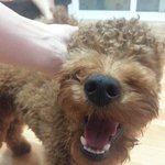우리집 <b>푸들</b> 초코를 소개합니다.