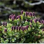 크리스마스트리가 원래 우리나라의 <b>식물</b>이란 사실을 알고 계셨나요?