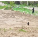 [동해보호소] 동해보호소 안락사시행을 막아주세요!!