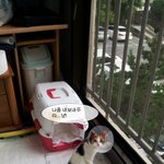 [귀욘삐삐] 신통이 방통이 <b>은비</b>&amp;꼬미