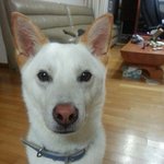 [가비<b>두비</b>네] [가비두비26탄] 사람인지 개인지 헷갈리는 똥꼬발랄우리집멍멍2들을...