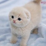 [EXO] 시우민 닮은 고양이