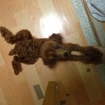 [롱다리누리] 롱다리 <b>토이</b>푸들 누리