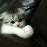 [<b>루이</b>아저씨] [냥이판] 6우리집에 하숙하시는 아저씨 - 6탄