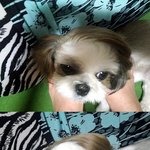 대머리 <b>시츄</b>