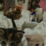 1개월된새끼고양이분양합니다.