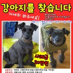 <b>여의도</b> 슈나우저 나나를 찾아주세요..집을 나갔습니다..
