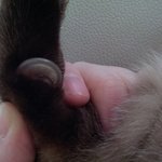 사진있음)고양이<b>발톱</b>이 길어서 둥글게말렸어요ㅠㅠ봐주세요
