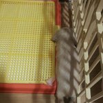 코카스파니엘 만복이를 소개합니다^^