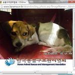 사랑하시거나 <b>유기</b>견에 대해 잘아시는 분 도와주세요ㅠㅠ 죽게냅둘수는...