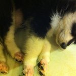 [라테ㅎㅎ] +(추가)말라뮤트 저희집 "라테'를 소개합니다~