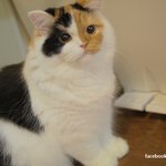 [유봉이네] 충전하는 고양이 (유봉이네)