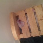 [<b>햄스터</b>] 저희집 <b>햄스터</b>의 자는 모습!