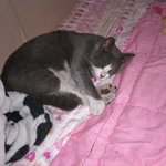 [<b>야옹</b>이] 길냥이가 우리집으로 들어왔어요!