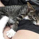 [새끼 길고양이] 급해요!! 어떻게 해야 좋을까요 ㅠㅠ  (+추가)