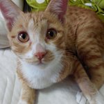 [고양이입양] 노란업둥이 입양보내요!!!
