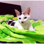 [완두콩이] <b>한지붕</b> 세여인 9_두둠칫두둠칏