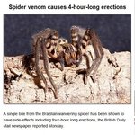 이제 곧 한국 중년남성들에게 <b>멸종</b>당할 거미.jpg