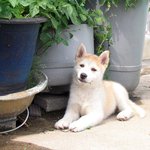 [허스키<b>심바</b>] 어린이와 어른... 같은 장소에서 세월을 넘어