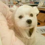 [강아지] (강아지) 귀염둥이 아리와 <b>믿음</b>이의 동거 !!!!