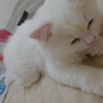 [고양이유괴] 꼭도와주세요 냥이세마리<b>도난</b>사건입니다후기